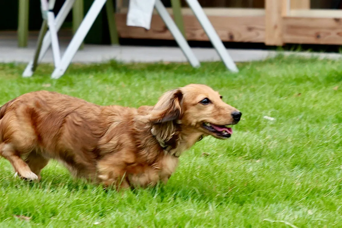 愛犬と過ごす holoholo の時間
